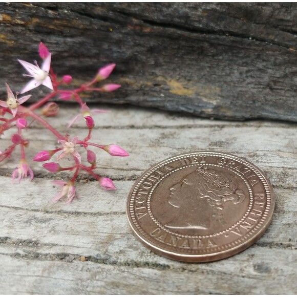 Antique 1886 Canada One Cent Coin, Vintage Queen Victoria Canadian Penny - Picture 2 of 10